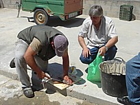 Sancti-Haf07_1
