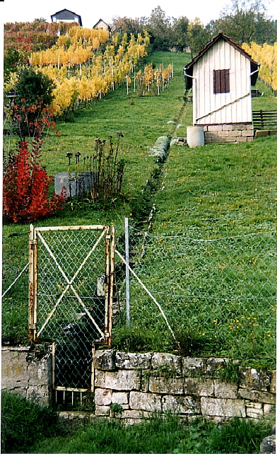 Blick auf den Weinberg