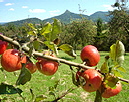 pfel vor der Schwbischen Alb