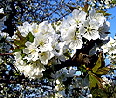 Frühlingserwachen Frühlingserwachen