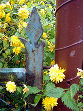 Die Blumen kennen keine Grenzen