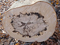 Holzquerschnitt