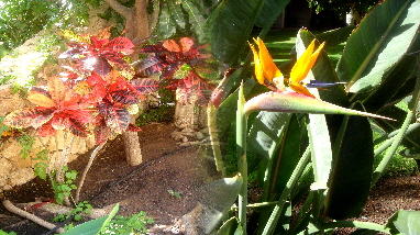 Blumenpanorama