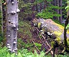 Urwald an der Bode
